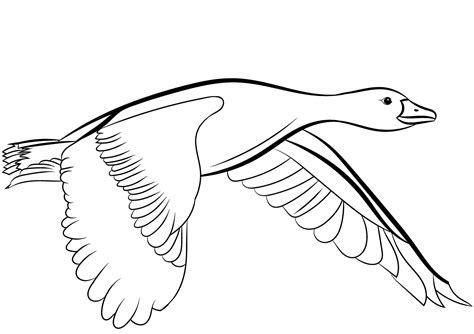 36 Free Duck Coloring Pages Printable