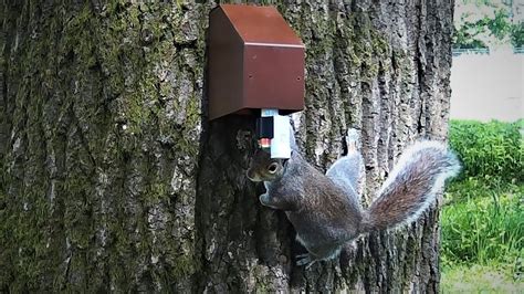 Best Squirrel Trap