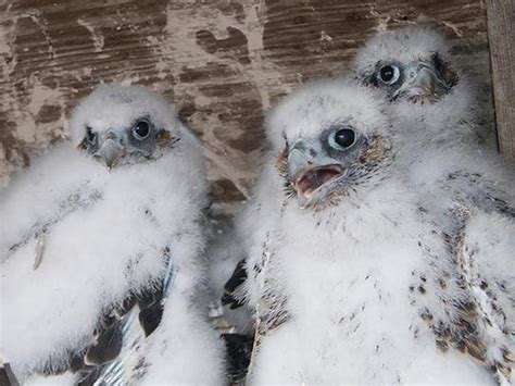 Peregrine Falcons Return To Tzb Nesting Box