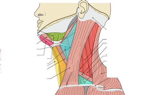 Triangles Of The Neck Diagram Quizlet
