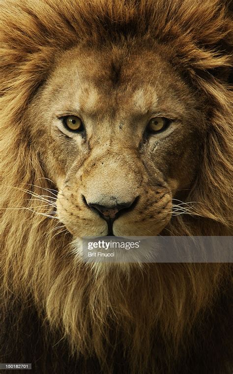 Portrait Male African Lion High Res Stock Photo Getty Images