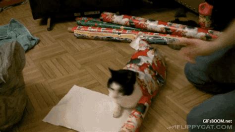 How To Wrap Your Cat For Christmas  Find And Share On Giphy
