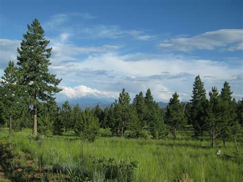 Free Stock Photo Of Evergreen Evergreen Trees Mountain Meadow