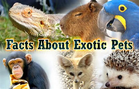 Facts About Exotic Pets Did You Know Pets