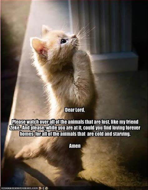 Cat Prayer Please Watch Over All Of The Animals That Are Lost Like My