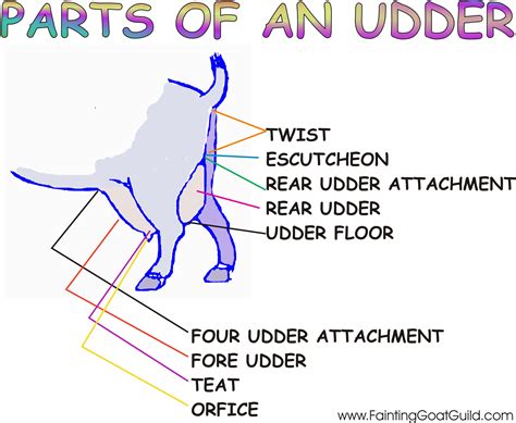 Fainting Goat Guild | FGG Goat Anatomy
