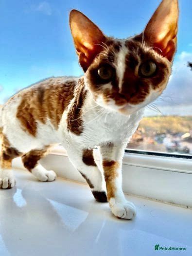 Beautiful Devon Rex Girl Kitten Cinnamon Tortie For Sale In Pontyclun