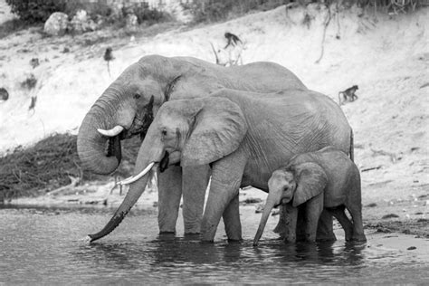 The Magic Of Chobe Africa Geographic