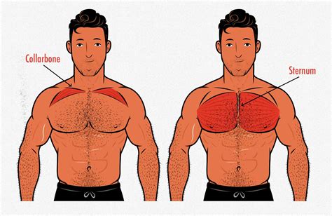 Upper Chest Muscles Anatomy How To Develop A Man S Pectorals With Strength Training Exercises