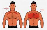 These are usually called pectorals. The Best Chest Exercises for Building Muscle | Bony to Beastly