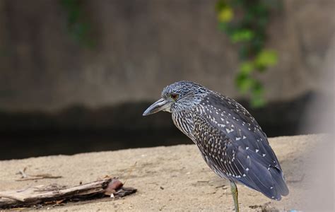 224a5574 Xx Yellow Crowned Night Heron George Williams Flickr