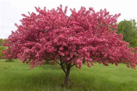 The fruits on flowering crab apple ornamental trees are attractive to wildlife and can also be used to make jelly. Malus 'Prairifire', Crabapple 'Prairifire', Crab Apple ...