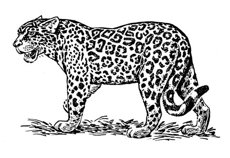 Coloriages Jaguar Animaux Dessins à Colorier Coloriages à