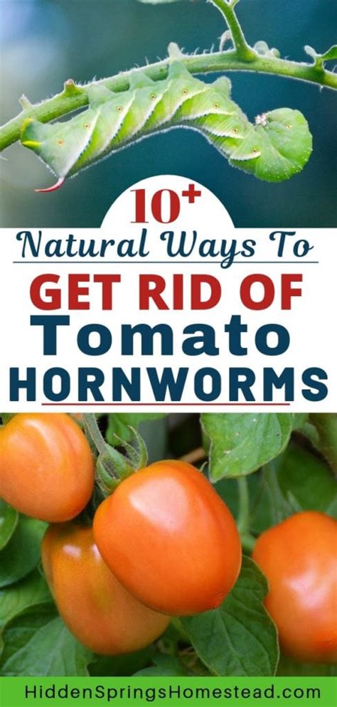 15 Ways To Naturally Control And Get Rid Of Tomato Hornworms