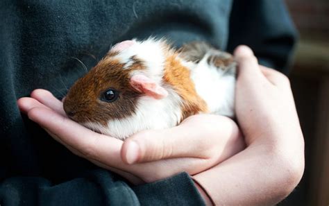 Are Guinea Pigs Good Pets For Kids Mypetcarejoy