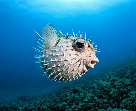 Top 10 Deadliest Sea Creatures Daily Star