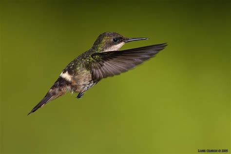 Festive Coquette Photo A Female Feeding At The Feeders The Internet