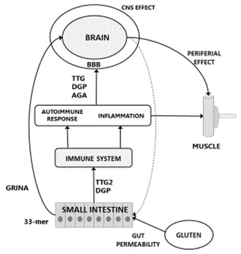 Figure 1 Brain Intestinal Axis And Gluten Related Disorders Celiac