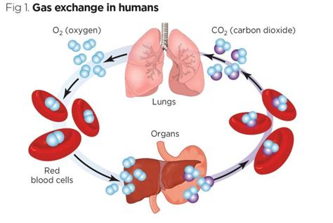 How Is Oxygen And Carbon Dioxide Transported In Human Beings Cbse Class Notes Online