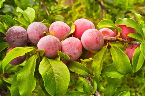 Grafting is used for two principal reasons: Multi-Graft Fruit Trees add Flavor in Less Space - Alden ...