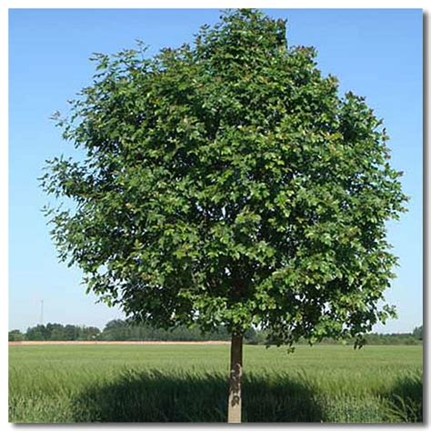 Fraxinus Chinensis Seeds Chinese Ash Tree Seeds