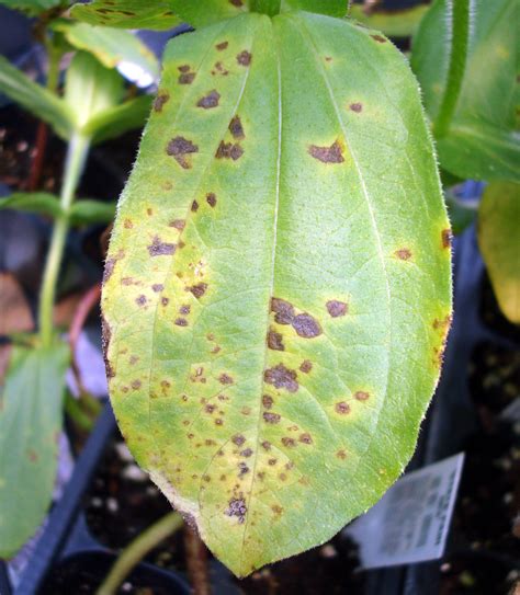 Black Spots On Pear Tree Leaves Alla Seay