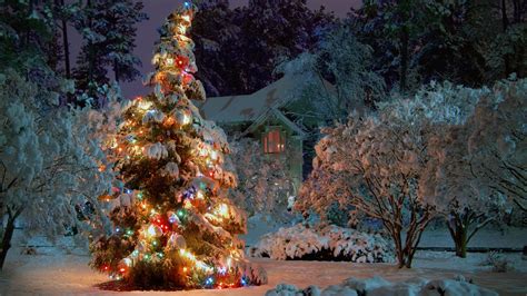 Free Download Outdoor Christmas Tree Wallpapers Outdoor Christmas Tree