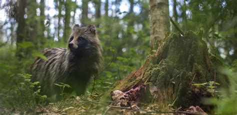 Photography Wildlife Trees Animals Plants Raccoons Bokeh