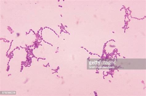 Gram Positive Bacteria Photos And Premium High Res Pictures Getty Images