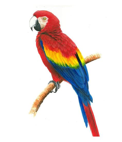 How To Draw A Parrot Drawing In Just 10 Minutes