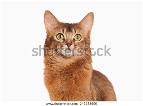 somali cat ruddy color  white stock photo edit