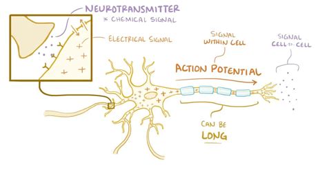 Neuron Action Potential Video Anatomy Definition Osmosis