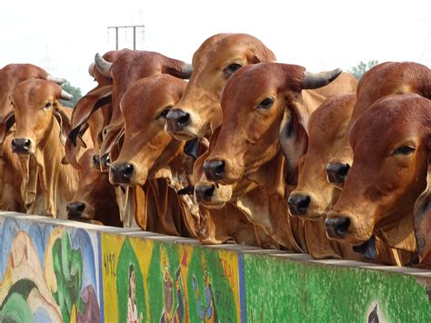 10 Best Cow Breeds In India A Comprehensive Guide To Indias Most