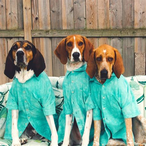 We have 5 females english redtick coonhound puppies for sale. Treeing Walker Coonhounds Redtick in 2020 | Treeing walker ...