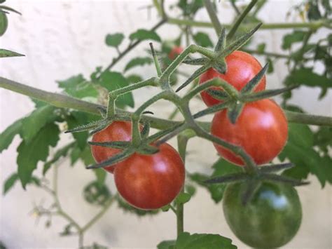 40 Fresh Organically Grown Perennial Everglades Tomato
