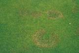 Turf Pest Identification Pictures