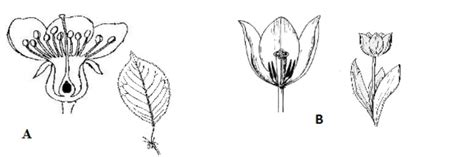 Podaj Dwa Przykłady Znaczenia Małży W Przyrodzie - Rysunki przedstawiają kwiaty i liście dwóch rodzajów roślin A i B (w