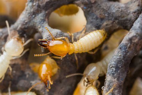 Proactive Termite Control Holistic Pest Solutions
