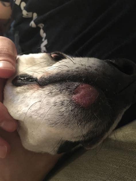 Dog Has Red Mark On Lip