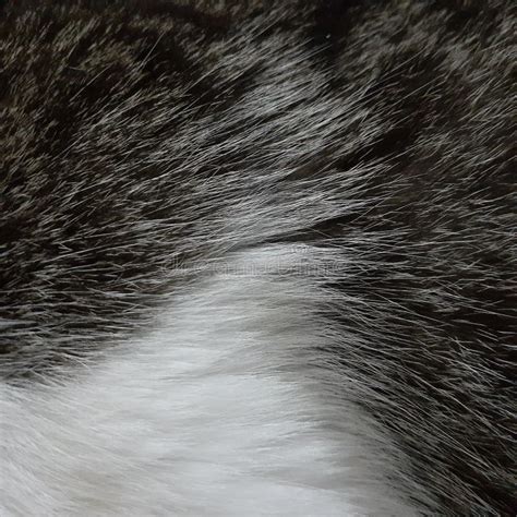 Black And White Cat Fur Stock Photo Image Of Close 182196902