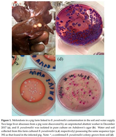 Animal melioidosis surveillance in sabah. Investigation of Melioidosis Outbreak in Pig Farms in Southern Thailand - Engormix