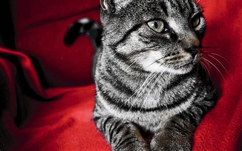 Silver Tabby Cat On Red Textile Hd Wallpaper Wallpaper Flare