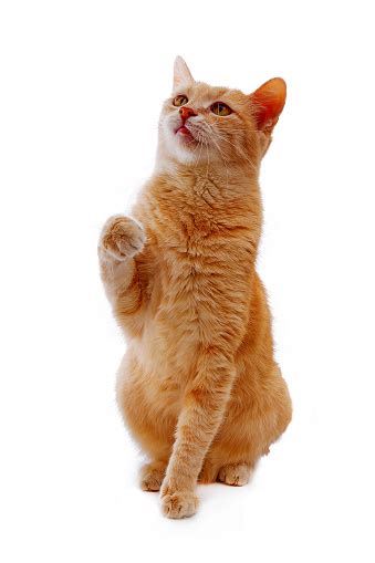 Ginger Cat Sitting With Lifted Paw And Looking Up Isolated On White