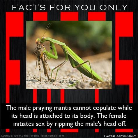 Facts For You Only The Male Praying Mantis Cannot Copulate While Its