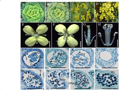 Morphological Characteristics Of Flowers And Microscopic Observations