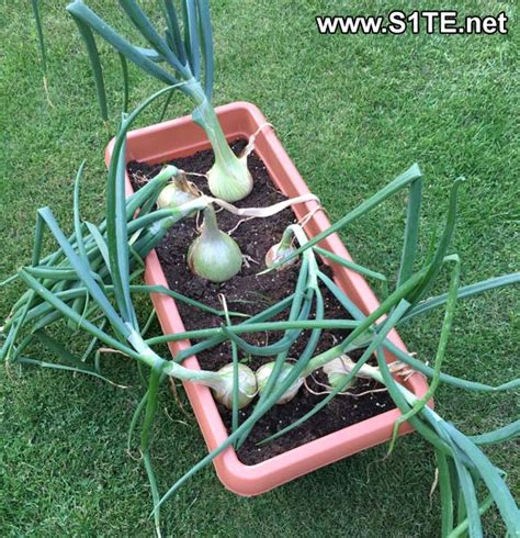 Growing Onions In Containers Or Pots How To Guide Tips