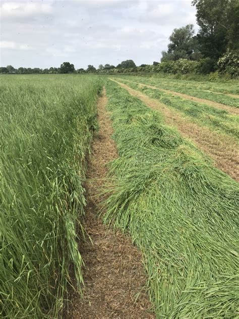 Growing Timothy Hay For Horses The Farming Forum