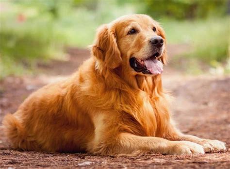 Anjing Golden Cara Merawat Pakan Harga Jual Lengkap