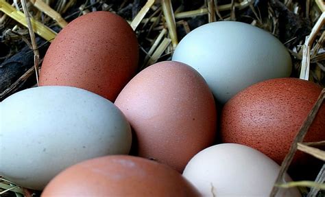 Eggs In Nest Ameraucana Greenish Blue Speckled Sussex Flickr