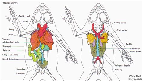 Frog Internal Organs Diagram